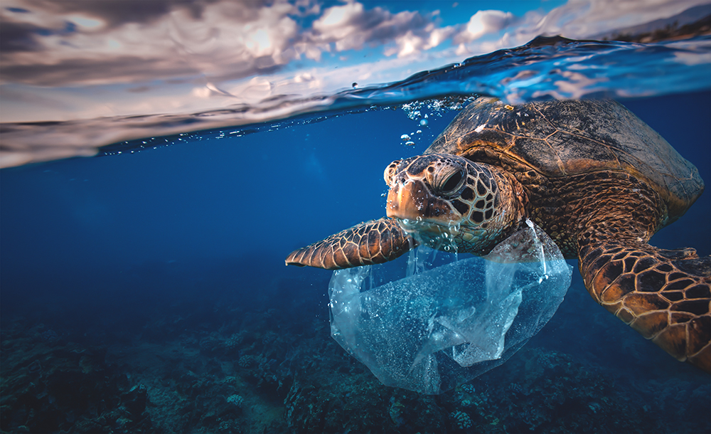 Sea turtle with plastic bag stuck in its mouth
